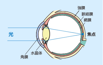 通常の眼球の図