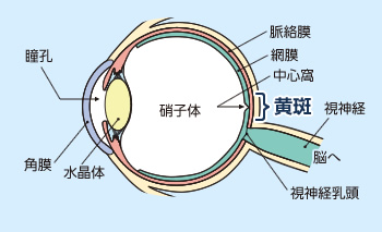 大阪府茨木市の眼科で黄斑疾患専門治療